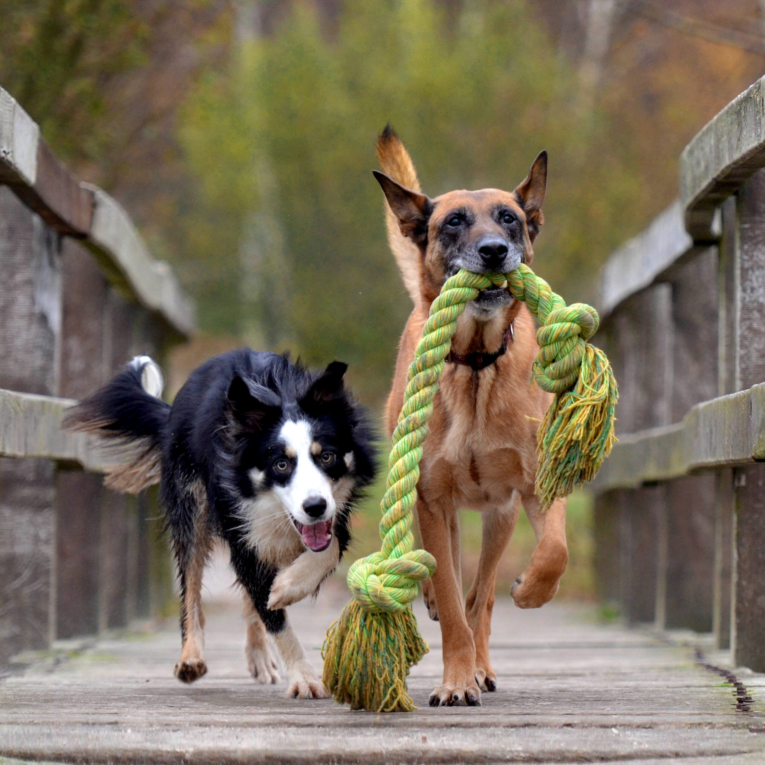 malinois-and-border-collie-788032_Retouched_Square